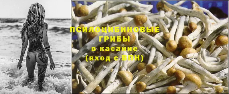 кракен маркетплейс  наркошоп  Красный Холм  Галлюциногенные грибы Cubensis 